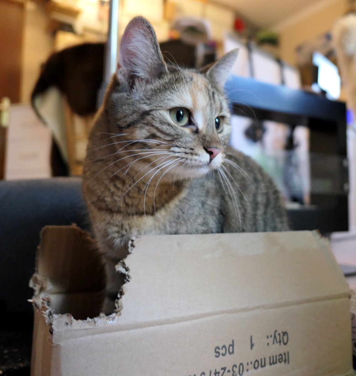 Katze Lilly steht aufmerksam in einem kleinen Pappkarton, dessen Rand bereits kräftig angenagt und zerfetzt ist. Mit neugierigem Blick schaut sie zur Seite – mitten in ihrer selbst ernannten Katzenkonfetti-Produktion. Lilly-20260710a