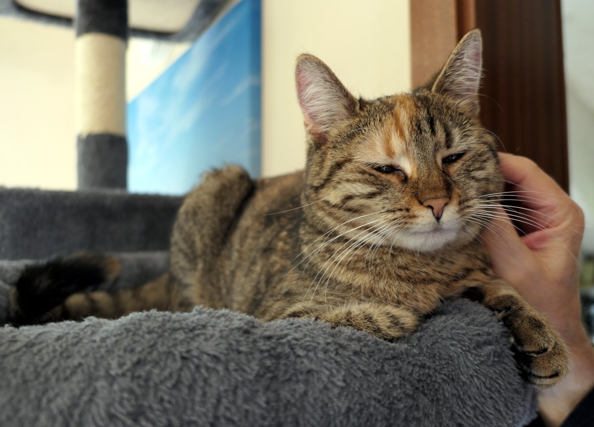 Katze Lilly liegt entspannt auf einem weichen Katzenbaum und hat die Augen halb geschlossen. Eine Hand streichelt sie sanft seitlich am Kopf, während sie sichtbar genießt und zufrieden wirkt. Lilly-20260502