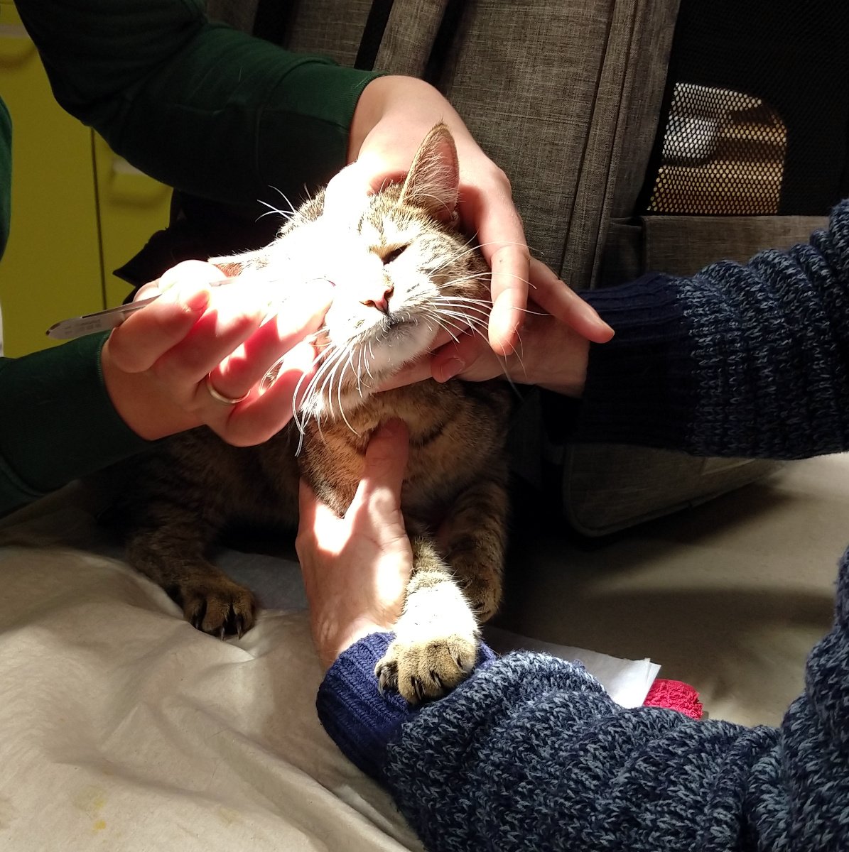 Katze Lilly sitzt auf einem Behandlungstisch beim Tierarzt. Ihr Kopf und ein Auge sind hell ausgeleuchtet. Vier menschliche Hände halten sie vorsichtig, während am Auge behandelt wird. Lilly schaut sehr wehleidig und leicht empört. Lilly-202600202a