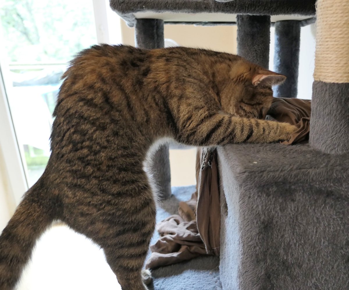 Katze Lilly steht auf ihren Hinterbeinen am Katzenbaum. Mit den Vorderpfoten schiebt sie ein braunes Tuch zur Seite und sucht konzentriert nach einem darunter versteckten Leckerli. Lilly-20260630a