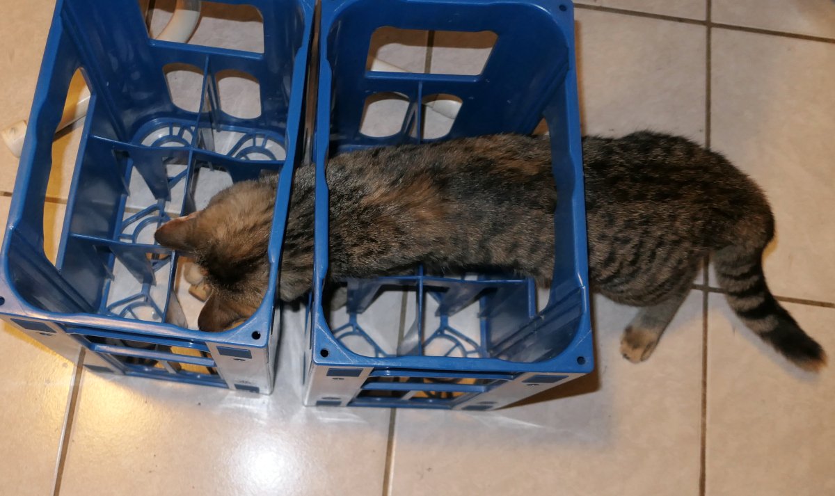 Auf dem Boden stehen zwei leere blaue Milchkästen. Lilly hat ihren Körper geschickt über beide verteilt: Die Hinterpfoten und der Schwanz befinden sich noch außerhalb der Kästen, der Katzenkörper steckt im ersten Kasten, während Kopf und Vorderpfoten neugierig und konzentriert im zweiten Kasten verschwinden – ganz im Einsatz für ein selbst erfundenes Spiel. Lilly-20260106