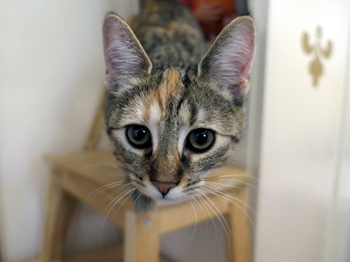 Katze Lilly steht neugierig auf einem Hocker und beugt sich dicht zur Kamera. Ihr Kopf ist groß im Vordergrund, scharf fokussiert, die Augen weit aufgerissen, Ohren gespitzt. Körper und Hintergrund verschwimmen sanft in Unschärfe – ein perfekter Schnappschuss der Neugier. lilly-20251104