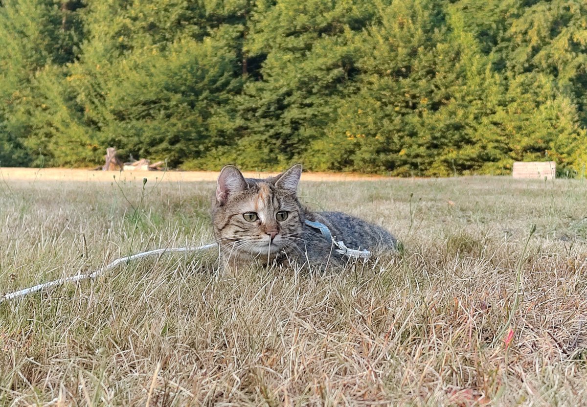 Katze Lilly liegt entspannt im trockenen Gras einer sommerlichen Waldwiese. Sie trägt ihr hellblaues Geschirr und blickt aufmerksam nach vorn. Hinter ihr beginnt der grüne Waldrand. Lilly-20260816a