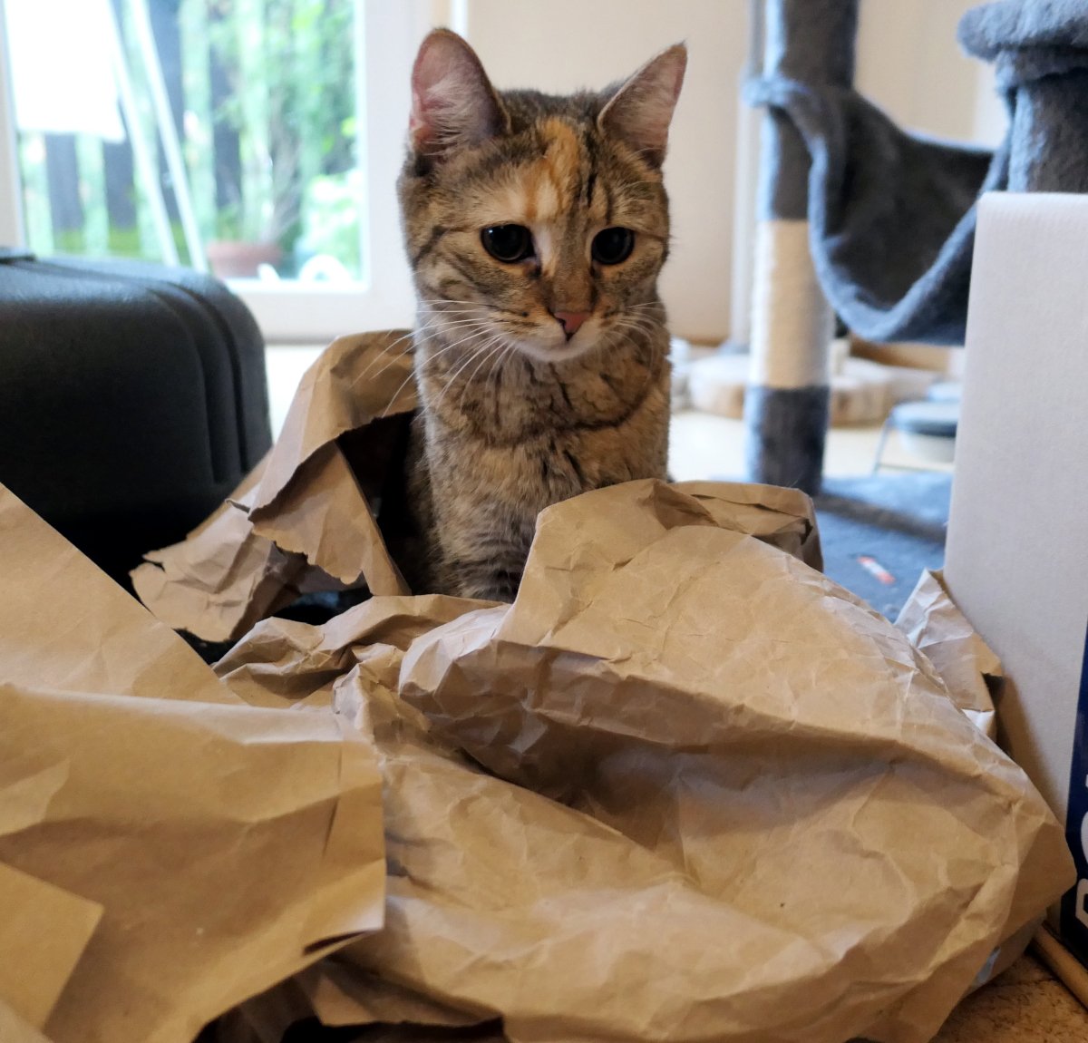 Katze Lilly sitzt aufmerksam in einem Haufen voller zerknülltem braunem Verpackungspapier. Mit großen neugierigen Augen blickt sie nach vorn, während sie ihr neues Spielparadies zwischen den Papierbergen erkundet. Im Hintergrund ist ihr Katzenbaum zu sehen. Lilly-20260617a
