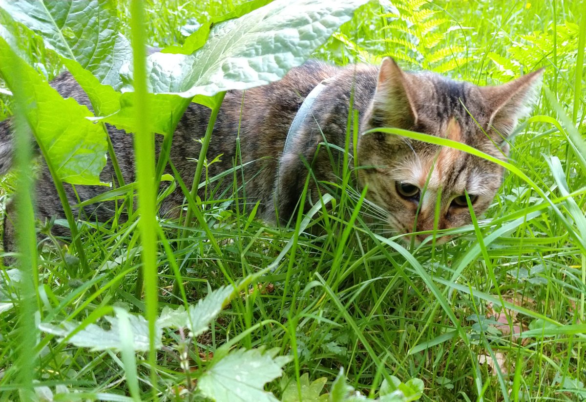 Katze Lilly liegt aufmerksam im hohen, satten grünen Gras und beobachtet neugierig ihre Umgebung. Zwischen großen Blättern und Halmen lugt ihr Gesicht hervor, während sie die Natur erkundet. Lilly-20260523a
