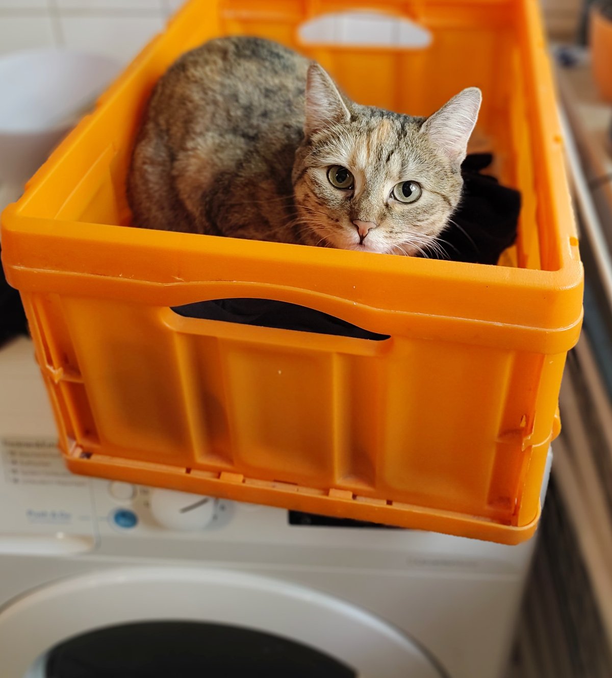 Katze Lilly sitzt aufmerksam in einem orangefarbenen Wäschekorb, der auf einer Waschmaschine steht. Sie schaut direkt in die Kamera und scheint die Wäsche sorgfältig zu kontrollieren. Lilly-20261007a