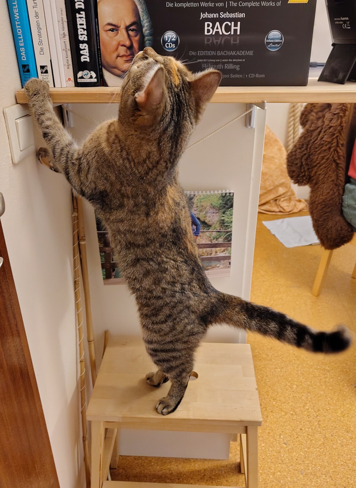 Katze Lilly steht auf den Hinterbeinen auf einem kleinen hölzernen Stufentritt und streckt sich neugierig zu einem Regal hinauf. Eine Vorderpfote liegt auf der Regalkante, während sie die dort stehenden Bücher und eine große Bach-CD-Edition untersucht. Lilly-20260916a