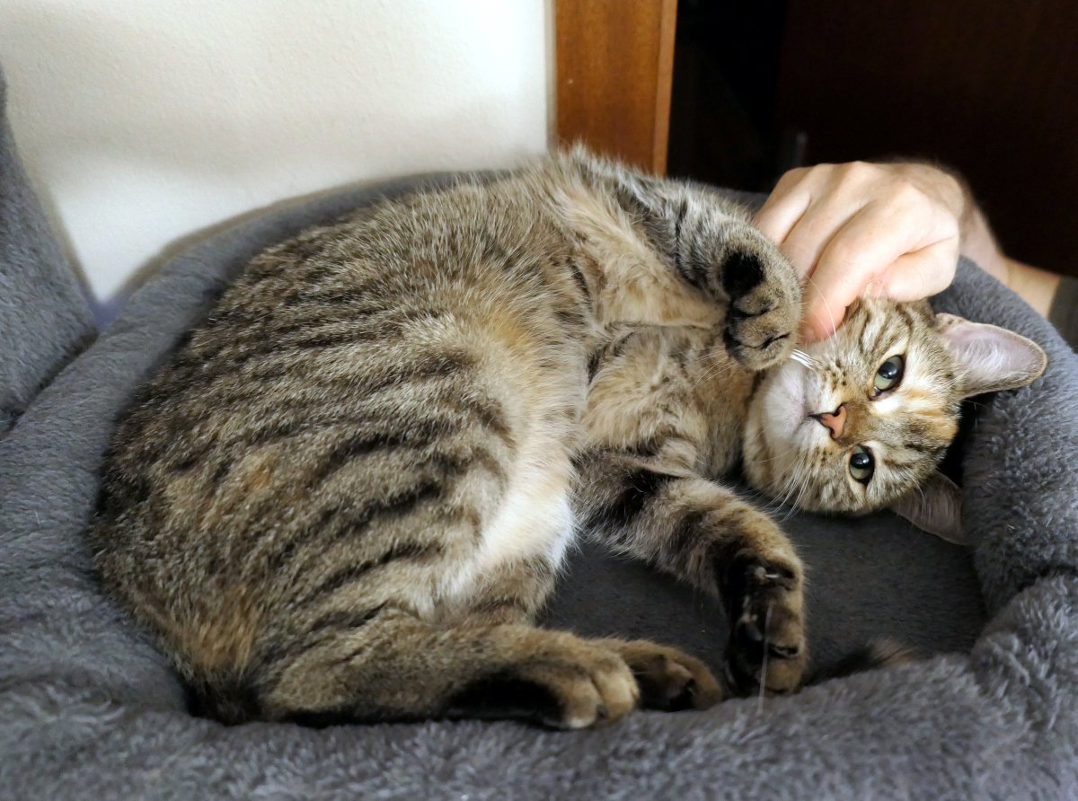 Katze Lilly liegt entspannt auf der Seite in einer weich gepolsterten grauen Liegefläche ihres Katzenbaums. Während eine Hand sie sanft am Kopf krault, schaut Lilly mit großen grünen Augen zufrieden in Richtung Kamera. Ihre Vorderpfoten sind locker angewinkelt und ihr getigertes Fell ist gut zu erkennen. Lilly-20260811