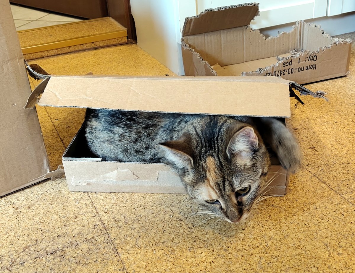 Katze Lilly hat sich in einen erstaunlich kleinen, flachen Pappkarton gezwängt. Ihr Körper füllt den Karton fast vollständig aus, während der große Kartondeckel dicht über ihrem Rücken liegt. Nur Kopf und Vorderpfoten schauen vorne hervor. Im Hintergrund stehen weitere bereits angeknabberte und zerlegte Kartons. Lilly-20260817a