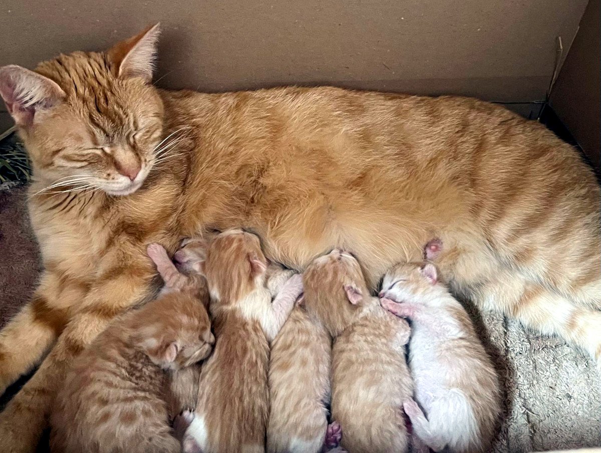 Katzenmama Sunny liegt entspannt in einer Kiste und säugt ihre sechs neugeborenen Kitten. Alle kleinen Katzenbabys haben orangefarbenes Fell wie ihre Mama und kuscheln dicht aneinander. Lilly-20260525a