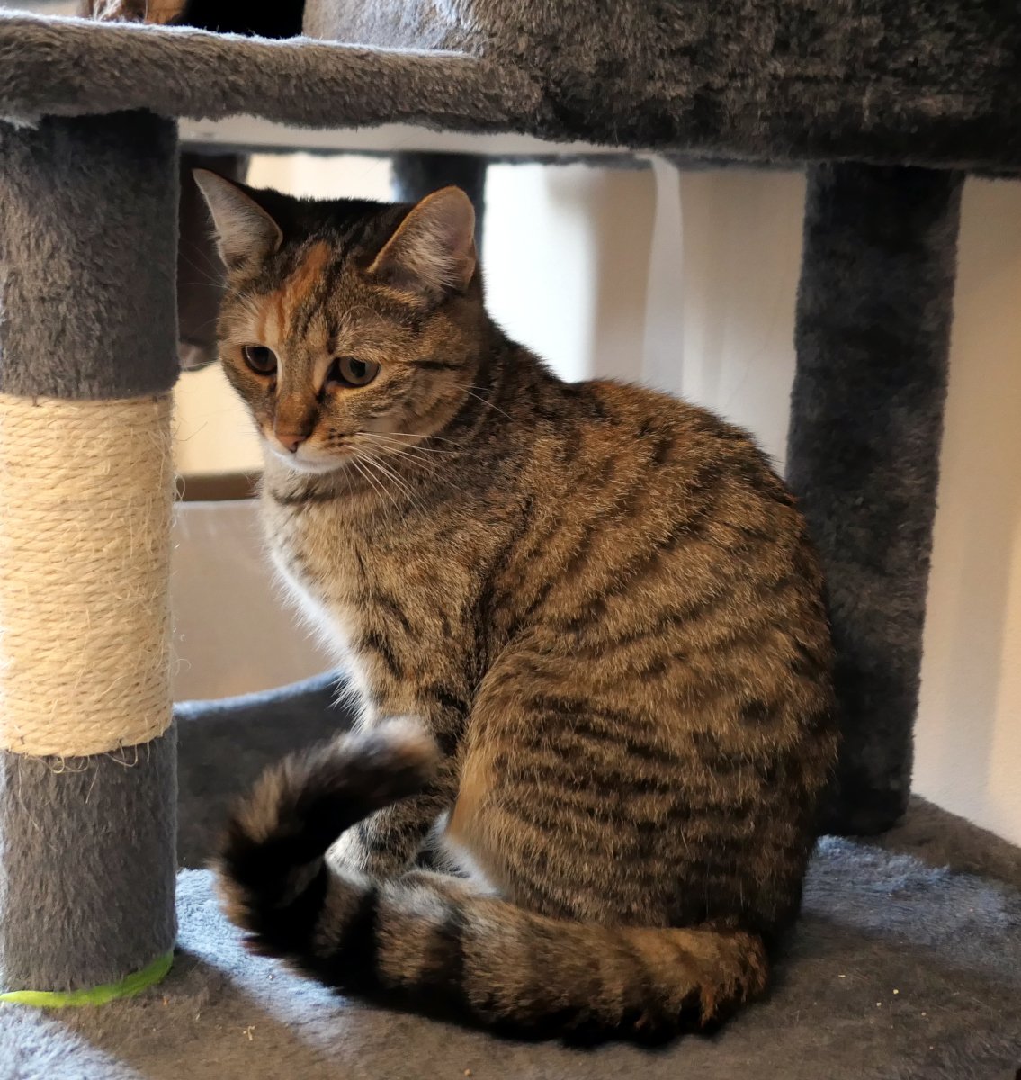 Katze Lilly sitzt passgenau zwischen zwei Ebenen ihres Katzenbaums. Ihr Körper füllt den Raum exakt aus, der Schwanz ist ordentlich um Pfoten und Körper gelegt. Sie ist seitlich fotografiert, der Kopf leicht nach unten geneigt. Ihr Blick wirkt ruhig, nachdenklich und ein wenig erwachsen – wie eine junge Katze, die gerade über das Leben sinniert. Lilly-20260128