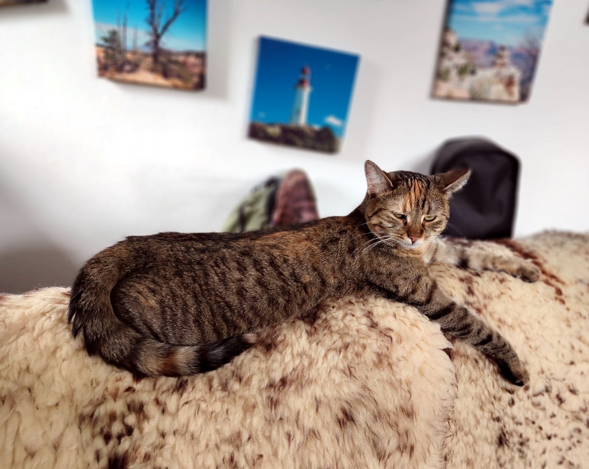 Katze Lilly liegt lang ausgestreckt und entspannt auf dem hellen Fell einer Sofarückenlehne. Hinter ihr hängen mehrere kleine Wandbilder, die leicht schief angeordnet sind. Lilly-20260910a
