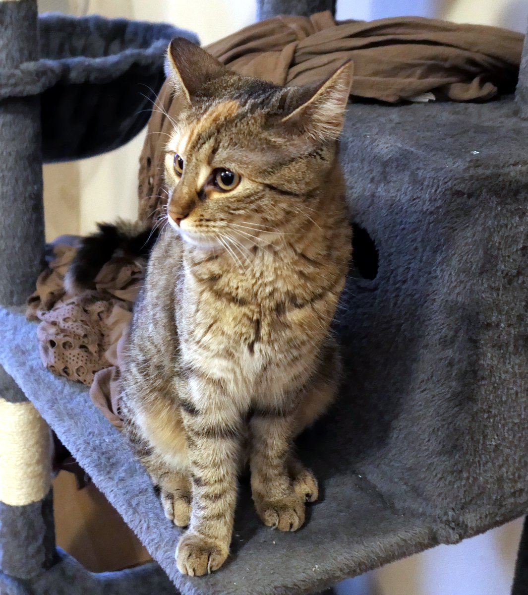 Katze Lilly sitzt entspannt auf ihrem Lieblingsplatz und blickt ruhig, aufmerksam und leicht nachdenklich in die Umgebung. Ihr Ausdruck wirkt gelassen und philosophisch, als würde sie gerade über die großen Fragen des Lebens sinnieren. Das weiche Licht unterstreicht die ruhige, gemütliche Stimmung dieses typischen Katzentages. Lilly-20260121
