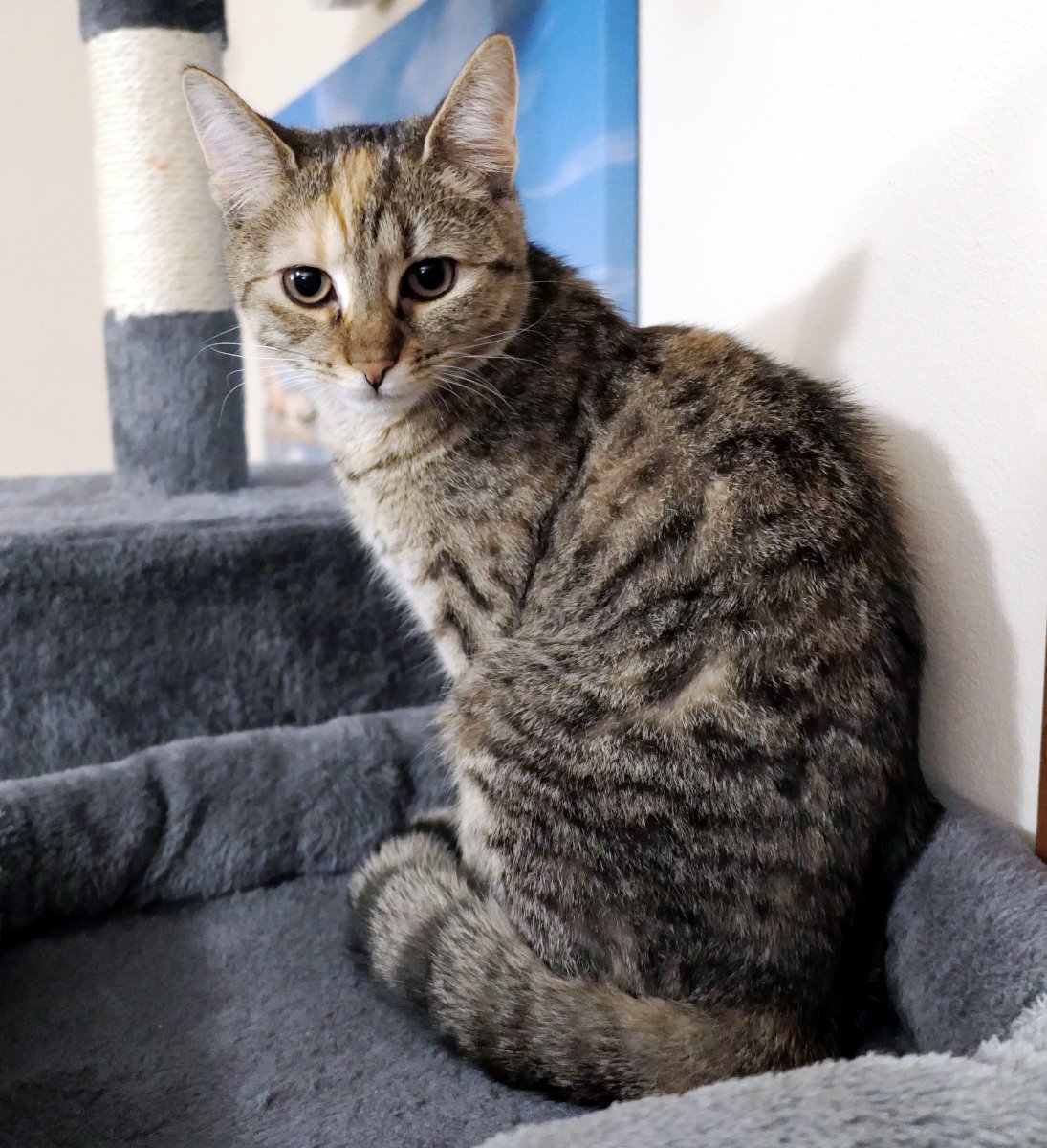 Katze Lilly sitzt kerzengerade auf ihrem Katzenbaum, den Rücken elegant zur Kamera gewandt. Ihren Oberkörper und Kopf dreht sie jedoch aufmerksam nach hinten, sodass sie mit großen, neugierigen Augen direkt in die Linse schaut. Die Ohren stehen spitz nach vorn, ganz auf Empfang. Ihr Schwanz ist ordentlich um ihre Vorderpfoten gelegt – königlich, wachsam und ein bisschen so, als würde sie sagen: „Ich sehe ALLES.“ lilly-20251210
