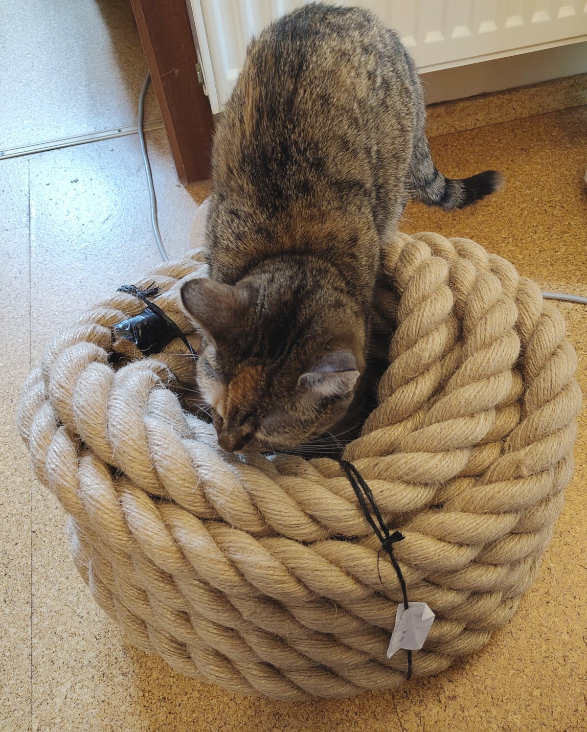 Katze Lilly steht neugierig über einem großen, zusammengerollten, dicken Naturfasertau auf dem Boden. Mit gesenktem Kopf beschnuppert und untersucht sie das neue Seil ganz genau. Lilly-20260819a