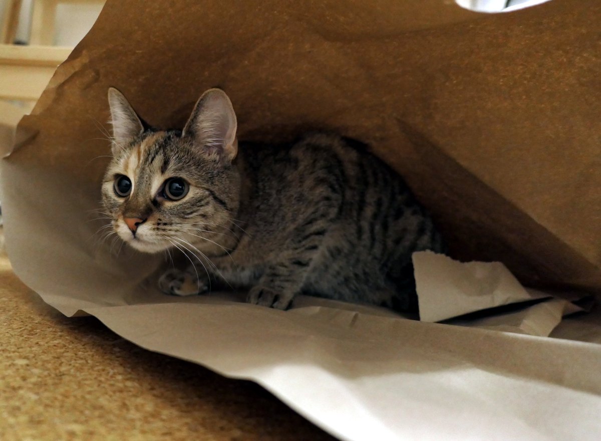 Katze Lilly sitzt zusammengedrückt und leicht eingekuschelt in Verpackungsmaterial. Mit neugierigem Blick schaut sie daraus hervor, die Augen aufmerksam und wach, als würde sie gerade überlegen, wo sie als Nächstes ausbrechen kann. Lilly-20260114