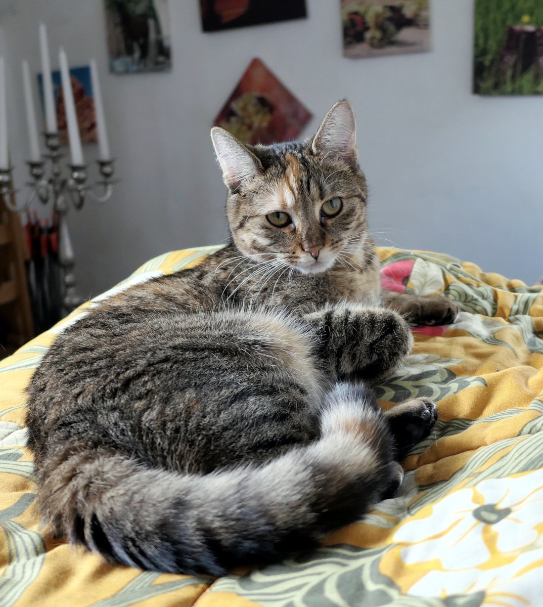 Katze Lilly liegt auf einer bunt gemusterten Decke und blickt mit leicht müdem, wehmütigem Ausdruck in die Kamera. Ihr geringelter Schwanz liegt nach vorn geschwungen vor ihrem Körper. Im Hintergrund sind Bilder an der Wand und ein silberner Kerzenständer zu sehen. Die junge Katze wirkt ruhig, nachdenklich und etwas erschöpft. Lilly-20260607