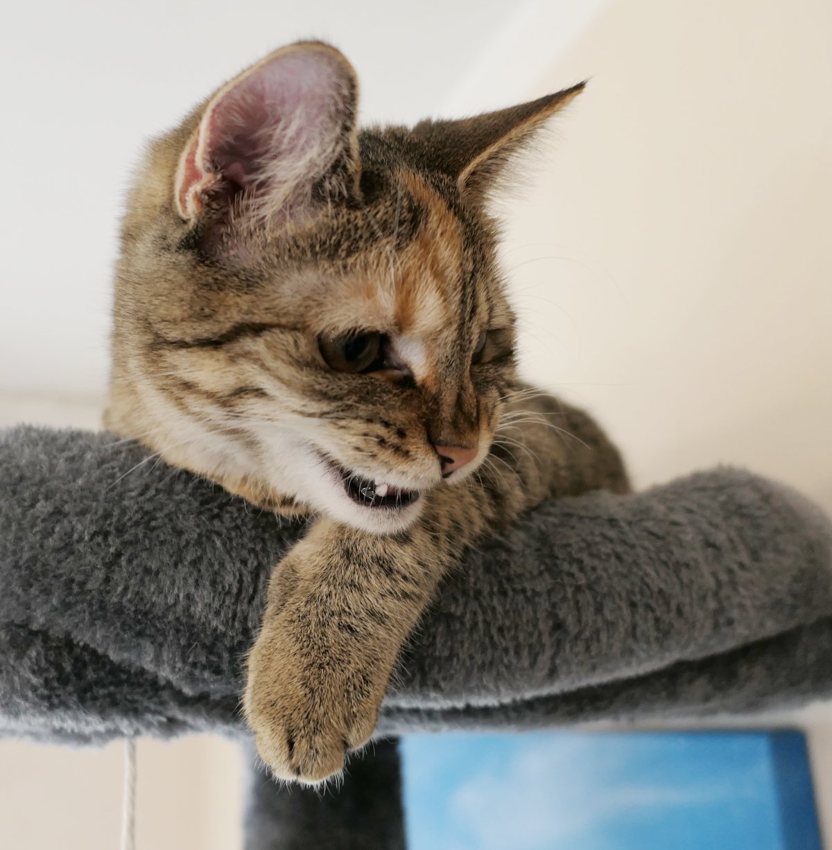 Katze Lilly liegt ganz oben auf ihrem Katzenbaum. Ihr Kopf ist seitlich geneigt und ruht über dem weichen Rand der Liegefläche auf einer Pfote, die ebenfalls locker herabhängt. Der Mund ist leicht geöffnet, ein kleiner Eckzahn sichtbar – entspannt, wachsam und stolz zugleich. Lilly-20260123