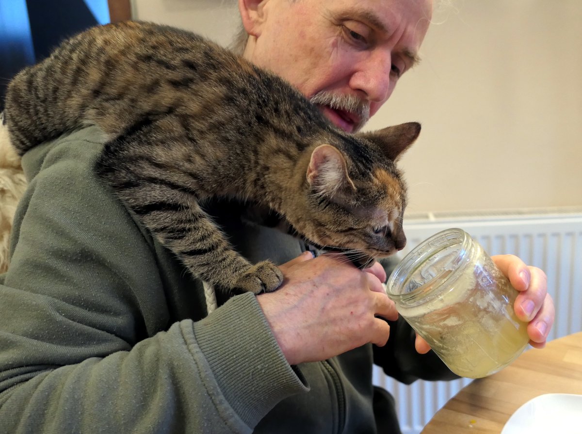 Katze Lilly sitzt entspannt auf den Schultern von Steffen. Neugierig klettert sie auf seine Hand, während er ihr ein Glas Honig unter die Nase hält. Lilly schnuppert aufmerksam daran, die Ohren nach vorn gerichtet – ein Moment voller Vertrauen und stiller Neugier. Lilly-20251228