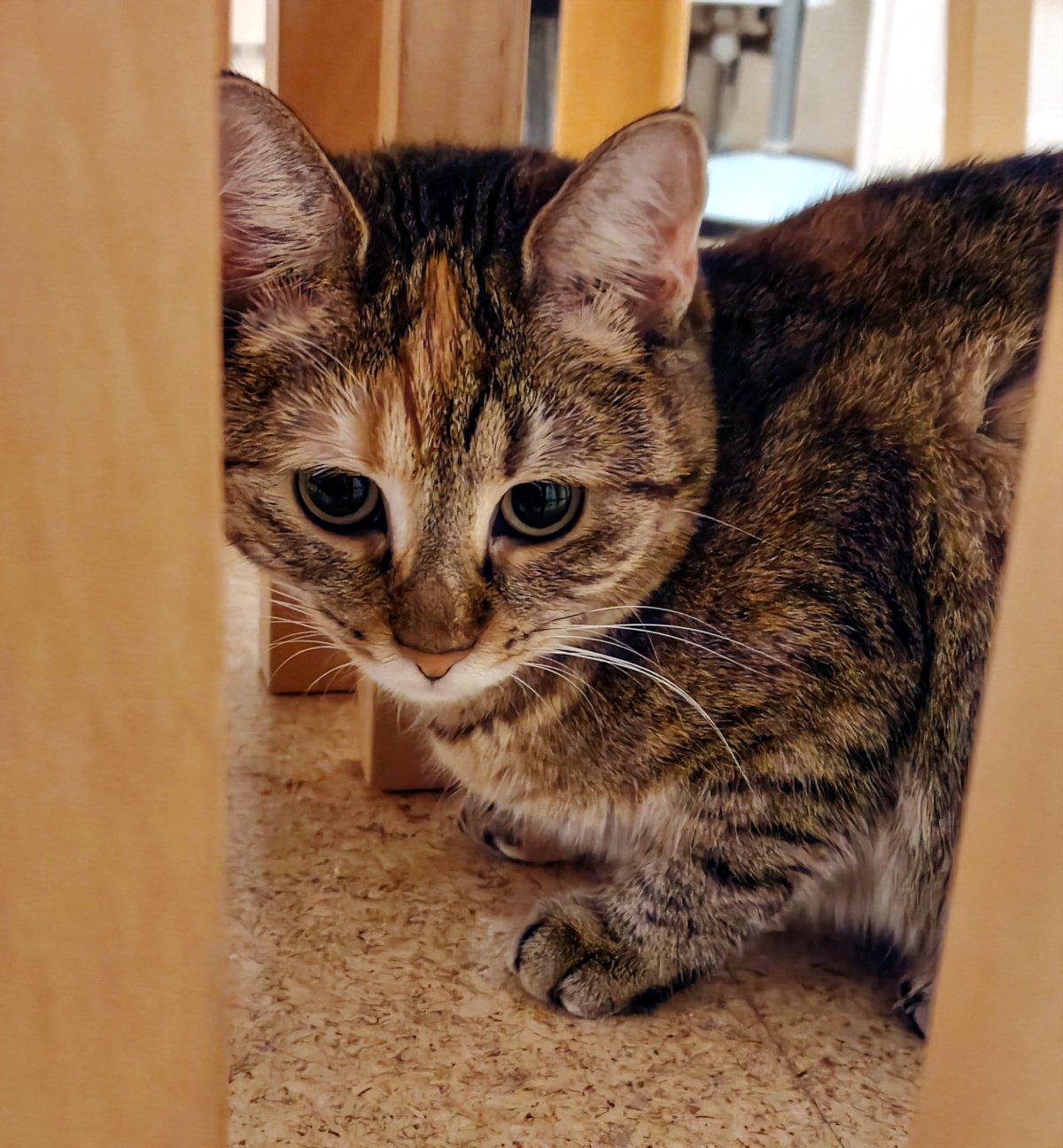 Katze Lilly hockt ruhig unter einem Holztisch zwischen den Tischbeinen. Sie schaut mit großen grünen Augen direkt in die Kamera und scheint sich bei ihrem Versteckspiel möglichst unauffällig verhalten zu wollen. Lilly-20261014a