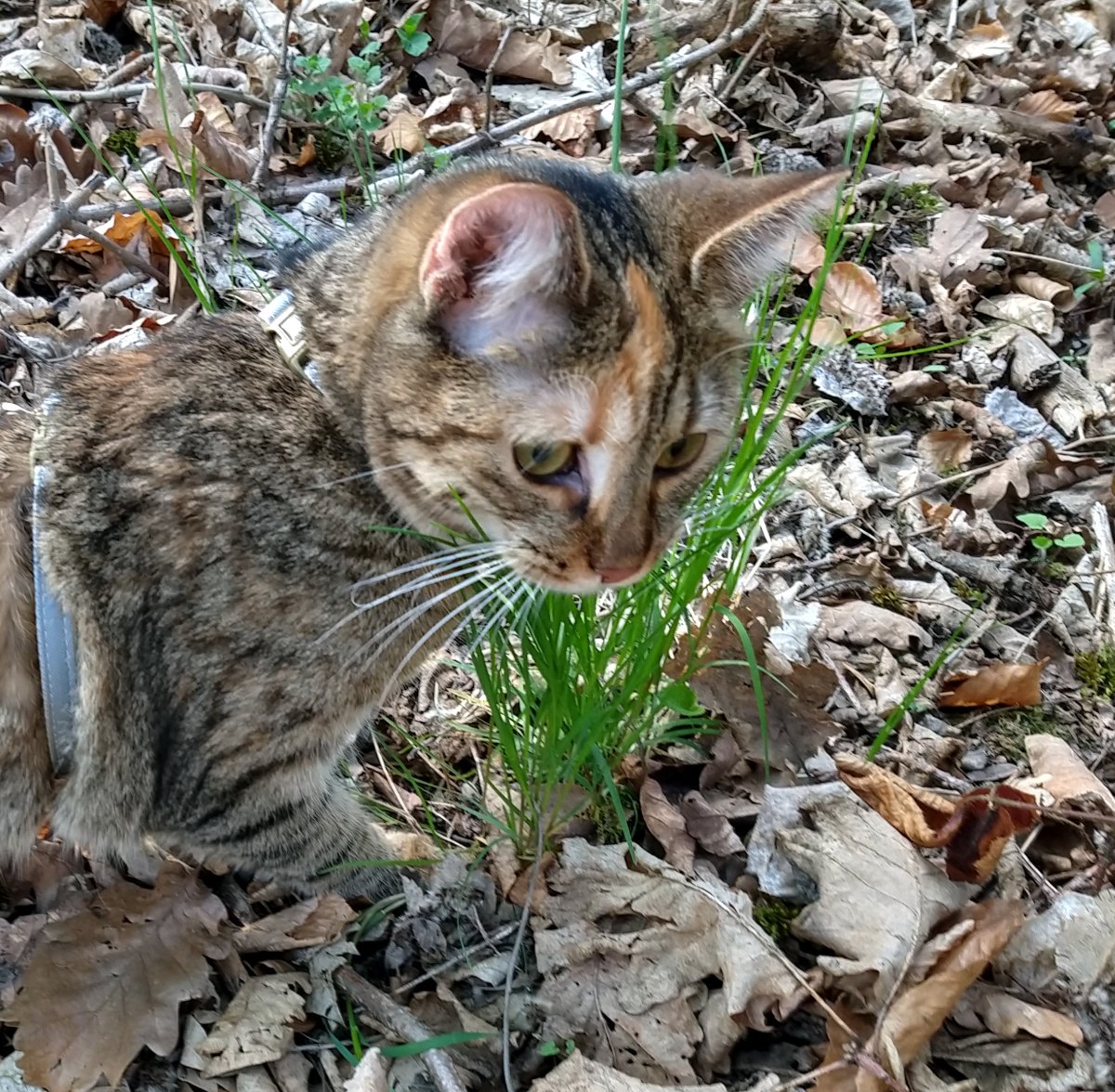 Lilly-20260418