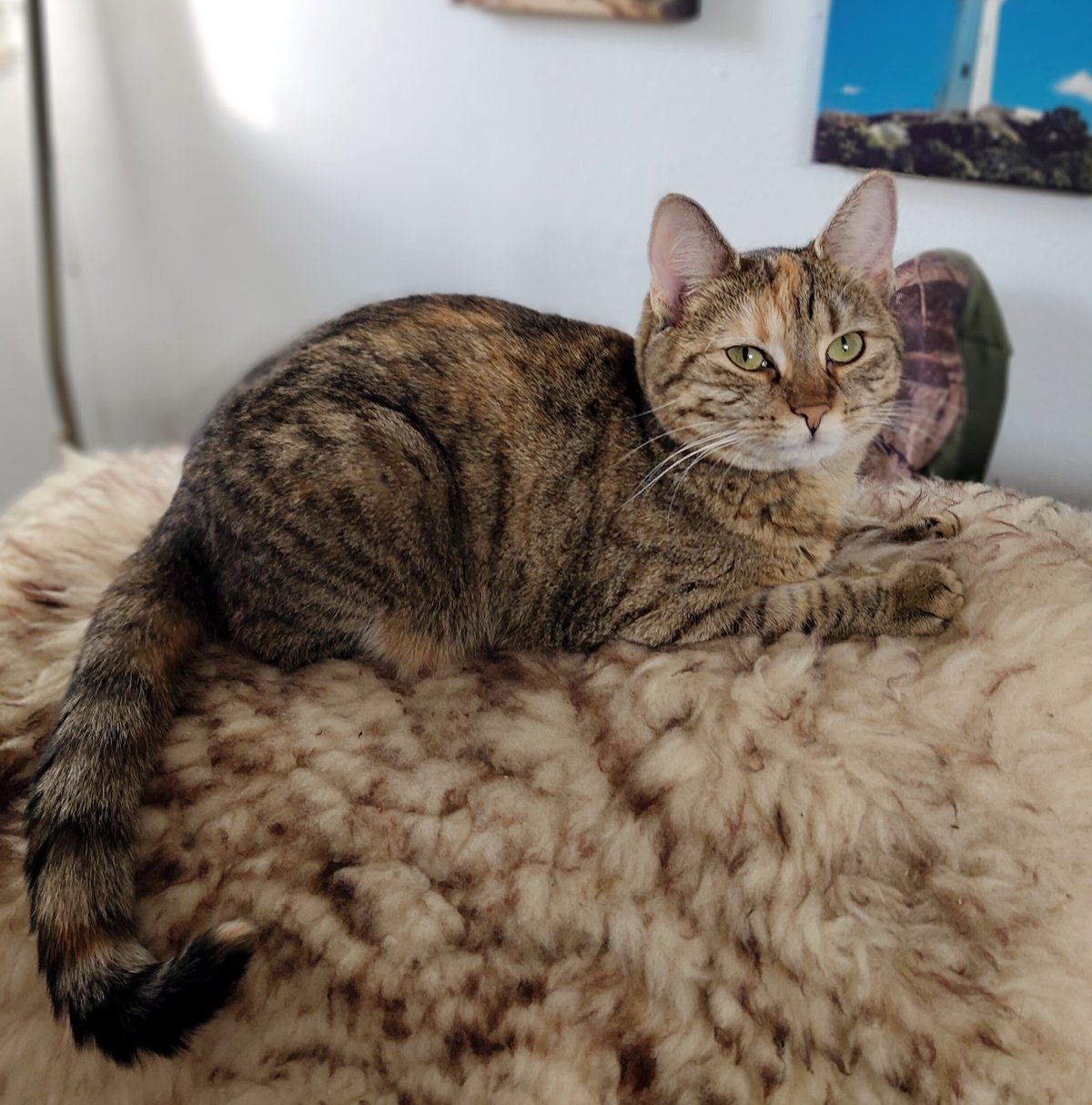 Katze Lilly liegt entspannt auf einem weichen, hellen Fell auf dem Sofa. Sie hat die Vorderpfoten vor sich abgelegt und schaut mit ihren grünen Augen seitlich in die Kamera. Ihr langer Schwanz liegt ausgestreckt neben ihr. Lilly-20260926a