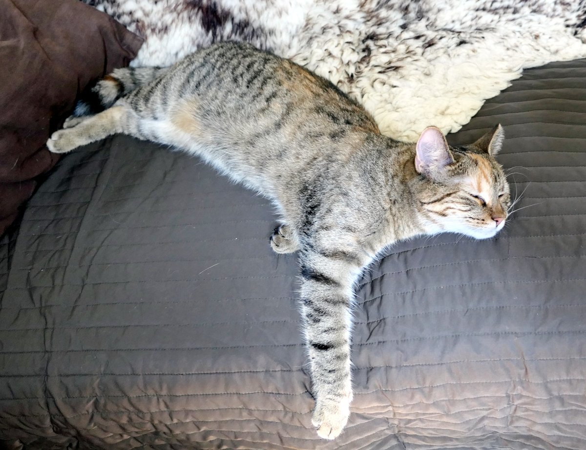 Katze Lilly liegt lang ausgestreckt und entspannt schlafend auf einem dunkelgrauen Sofa. Eine Vorderpfote hängt locker über die Sofakante, die Augen sind geschlossen und ihr Gesicht wirkt friedlich. Hinter ihr liegt ein weiches, helles Fell als Unterlage – ein perfekter Ruheplatz an einem heißen Sommertag. Lilly-20260805