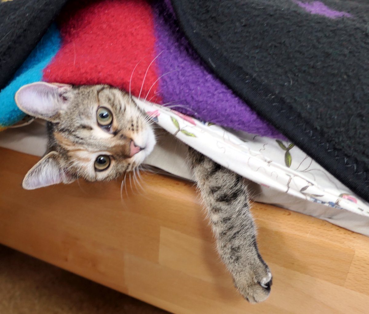 Katze Lilly liegt gemütlich im Bett unter mehreren Decken. Seitlich schauen ihr Kopf und eine Pfote hervor. Ihr Blick wirkt wachsam und zufrieden zugleich – ganz so, als würde sie überlegen, ob sie noch einmal aufsteht oder den Sonntag endgültig im Bett verbringt. Lilly-20251221