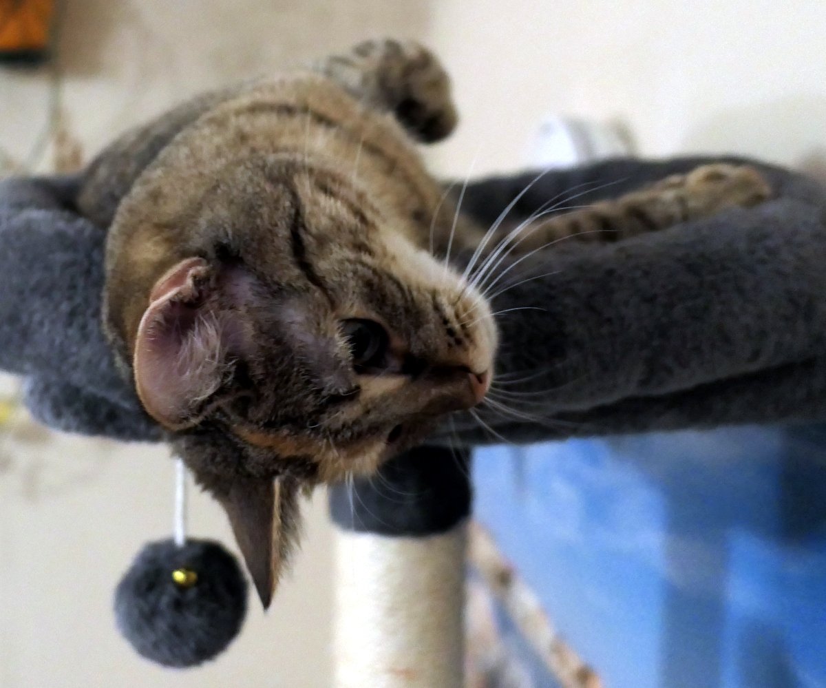 Katze Lilly liegt entspannt auf der oberen Liegefläche ihres Kratzbaums, seitlich fast auf dem Rücken. Ihr Kopf hängt locker über den weichen Rand der Liegefläche, das Kinn leicht zur Seite geneigt. Mit halb geöffneten Augen blickt sie gelassen nach unten – vollkommen entspannt, zufrieden und königlich bequem. Lilly-20260207