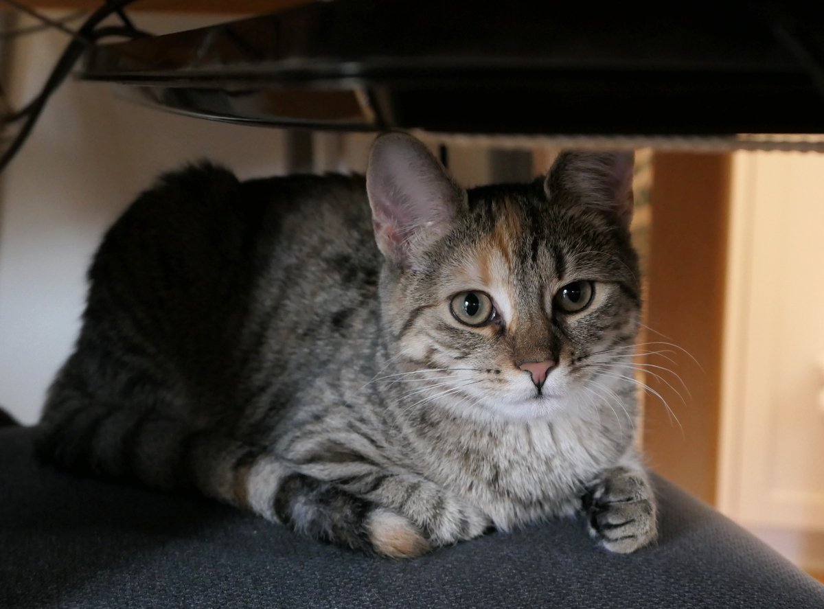 Katze Lilly liegt zusammengekauert und friedlich auf einem gepolsterten Stuhl, der unter einen Schreibtisch geschoben ist. Ihr Fell wirkt weich und glänzend im sanften Licht – sie schaut in die Kamera lilly-20251113