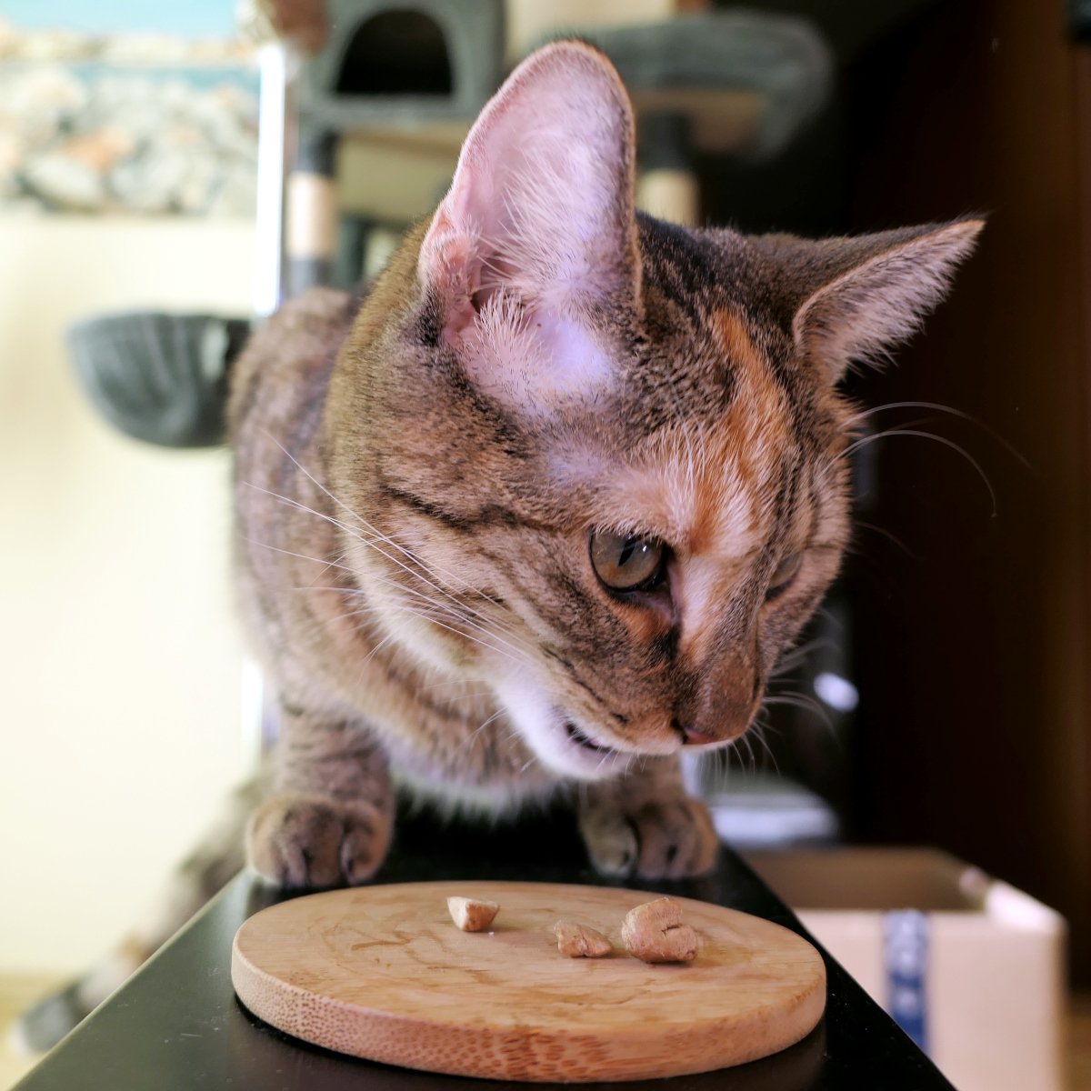 Katze Lilly sitzt aufmerksam vor einer kleinen runden Holzscheibe, auf der mehrere Leckerlis liegen. Ihr Blick ist konzentriert auf die Belohnung gerichtet. Lilly-20260729a