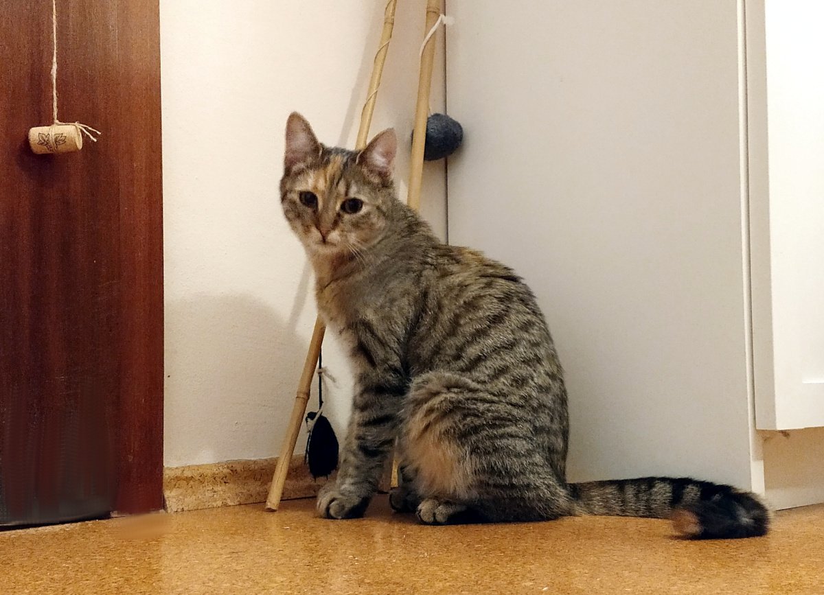 Katze Lilly sitzt aufmerksam vor einer Tür, den Körper aufrecht, den Blick direkt in die Kamera gerichtet. Sie wirkt erwartungsvoll, als würde sie auf den Start eines Abenteuers warten. Lilly-20260208a
