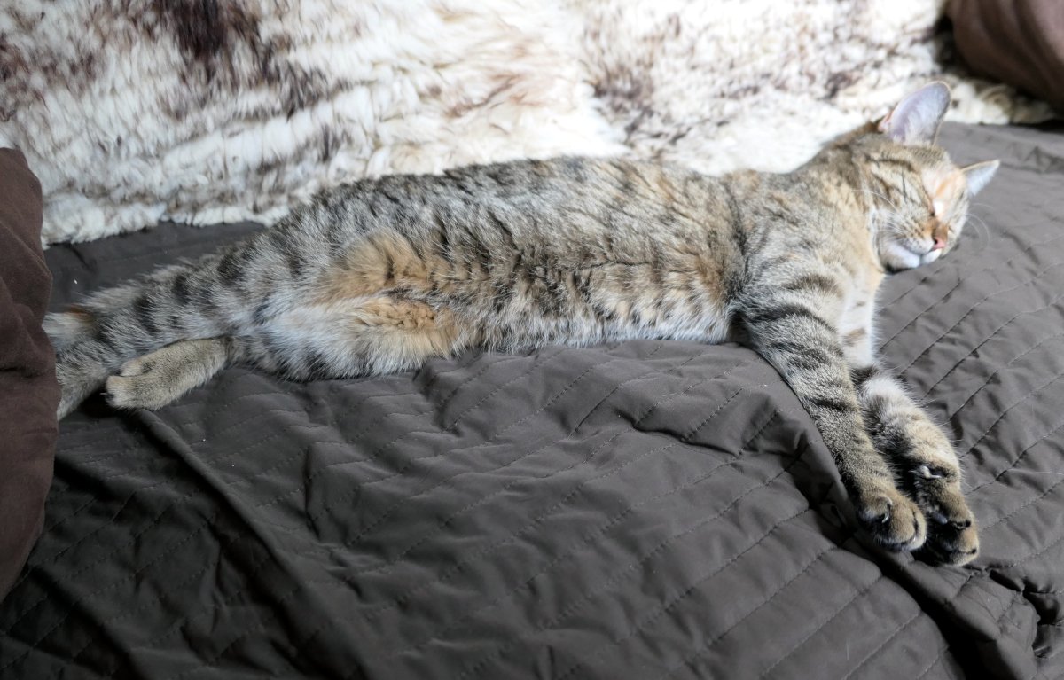 Katze Lilly liegt ausgestreckt und tiefenentspannt auf einem dunklen Sofa. Die junge getigerte Katze schläft mit geschlossenen Augen und lang ausgestreckten Vorderpfoten. Ihr Körper nimmt fast die gesamte Sofabreite ein. Im Hintergrund liegt eine helle, flauschige Decke. Lilly wirkt zufrieden, geborgen und völlig unbesorgt – ganz so, als würde sie ihr Reich im Schlaf regieren. Lilly-20260624