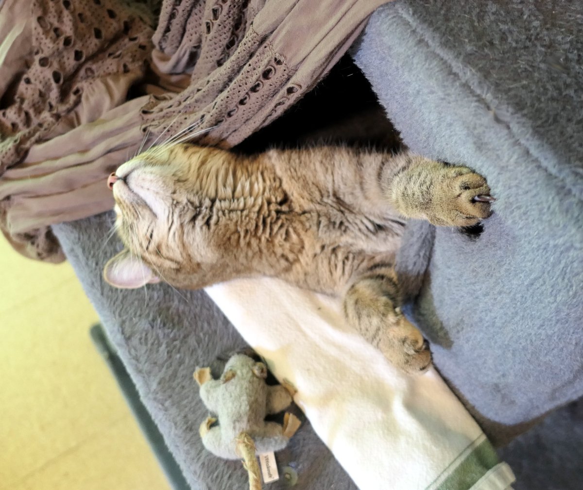 Katze Lilly liegt entspannt in ihrem Katzenhaus auf dem Katzenbaum. Ihren Kopf und Nacken hat sie auf ein helles, gekühltes Tuch gelegt, während eine Vorderpfote weit ausgestreckt nach vorne ragt. Neben ihr liegt eine kleine Stoffmaus. Mit geschlossenen Augen genießt Lilly die angenehme Kühlung an einem heißen Sommertag. Lilly-20260621