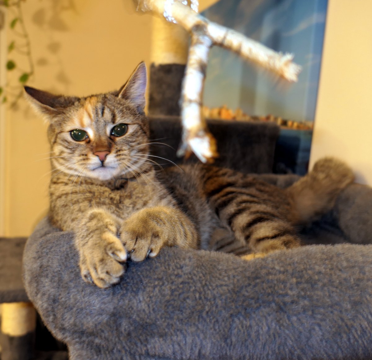 Lilly entspannt auf dem Boden