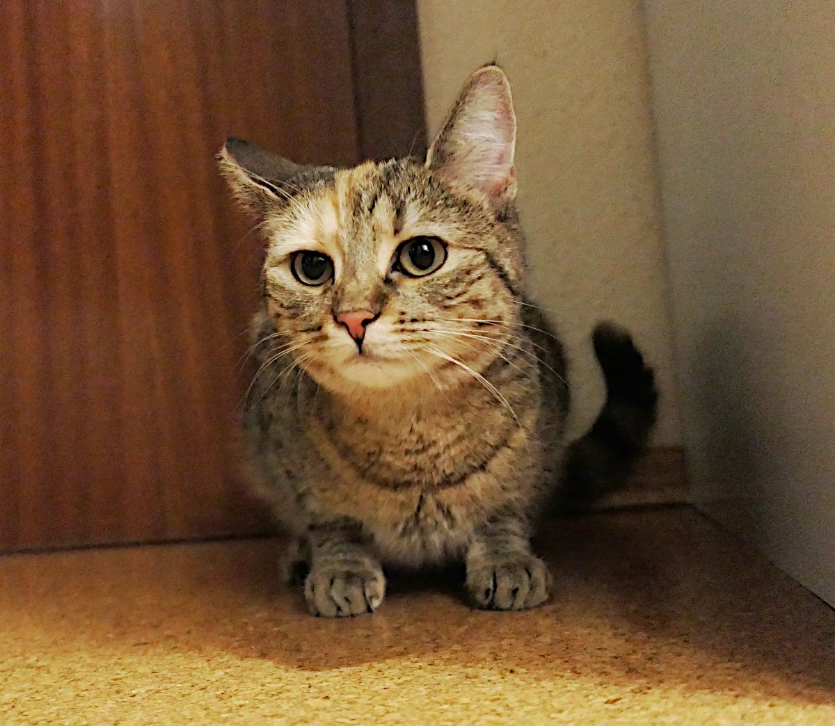Katze Lilly hockt aufmerksam in einer schmalen, dunklen Ecke zwischen Schrank und Tür. Mit großen, neugierigen Augen blickt sie direkt in die Kamera, während ihre Vorderpfoten dicht beieinander stehen. Im gedämpften Licht wirken ihre grünlichen Augen besonders ausdrucksstark. Ihr leicht geringelter Schwanz verschwindet hinter ihr in der Dunkelheit. Es sieht aus, als würde sie geduldig abwarten – bereit, jeden noch so kleinen Hinweis auf ein neues Abenteuer zu entdecken. Lilly-20260629