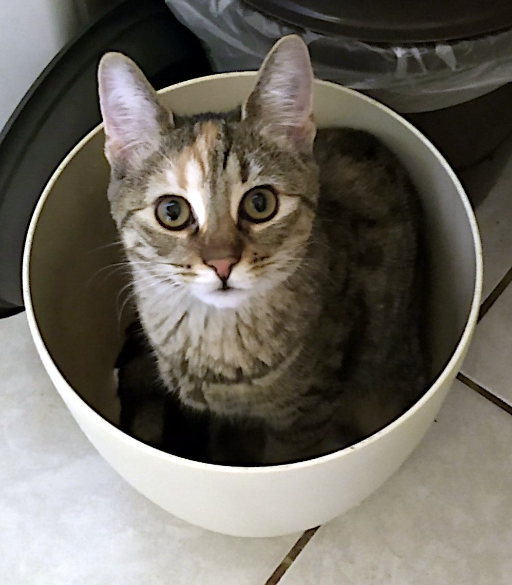 Katze Lilly sitzt gemütlich und vollkommen selbstverständlich in einem leeren, weißen, runden Blumentopf. Nur ihr Kopf und die Vorderpfoten lugen über den Rand. Sie blickt direkt in die Kamera – die Ohren aufgestellt, die Augen groß und neugierig, als wolle sie sagen: „Ja, ich gehöre hier rein. Warum? lilly-20251212