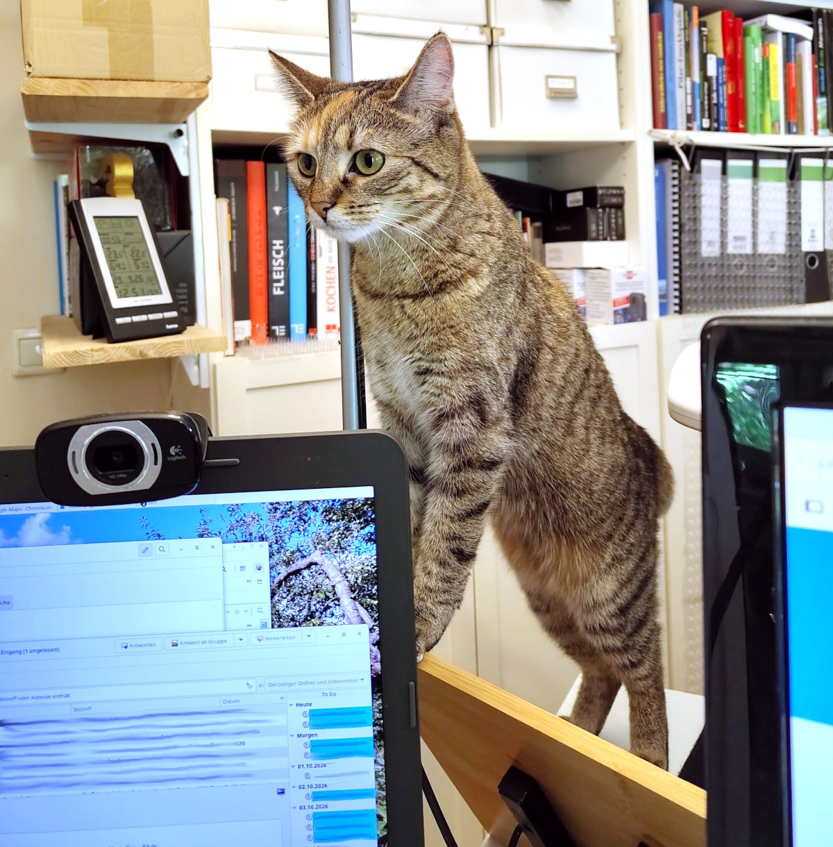 Katze Lilly steht im Büro auf einem hölzernen Buchständer auf dem Schreibtisch. Mit gespitzten Ohren und aufmerksamem Blick schaut sie über einen geöffneten Laptop hinweg, als würde sie die Arbeit ihrer Zweibeiner kontrollieren. Lilly-20260929a