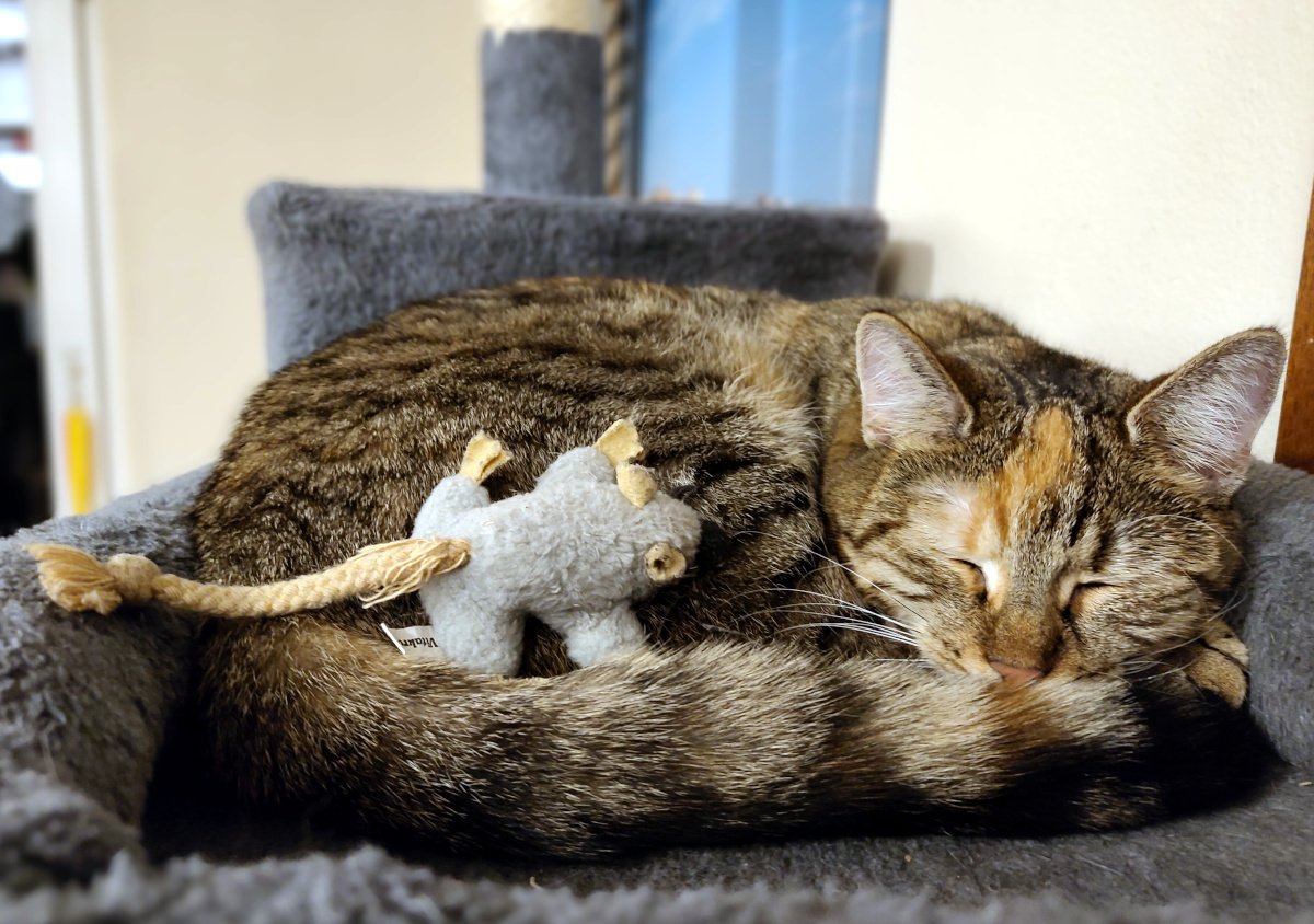 Katze Lilly liegt zusammengerollt und tief schlafend auf einer grauen Liegefläche ihres Katzenbaums. Ihr buschiger Schwanz liegt vor ihrem Körper. Auf ihrem Rücken beziehungsweise an ihrer Seite liegt ihre graue Lieblingsstoffmaus Klaus, als würde auch sie gemeinsam mit Lilly eine Ruhepause machen. Lilly-20260909