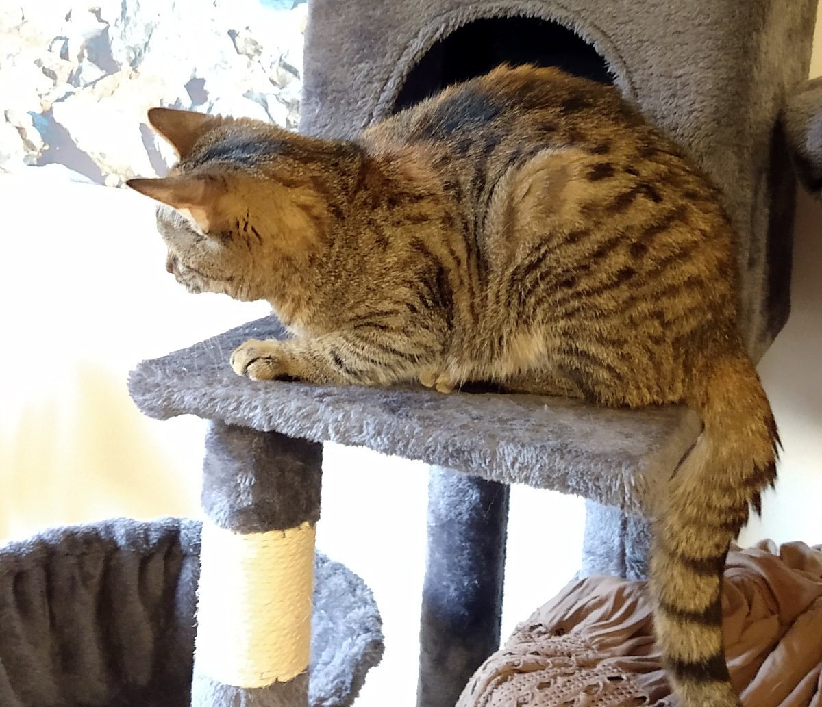 Katze Lilly hockt aufmerksam vor ihrem Katzenhaus auf dem Katzenbaum. Ihr Körper ist angespannt, der Blick fokussiert und ins helle Licht gerichtet, das vom Balkon durch die Balkontür fällt, welche selbst nicht im Bild zu sehen ist. Lilly beobachtet konzentriert ihre Umgebung und wirkt jederzeit bereit für die nächste Aktion. Lilly-20260120