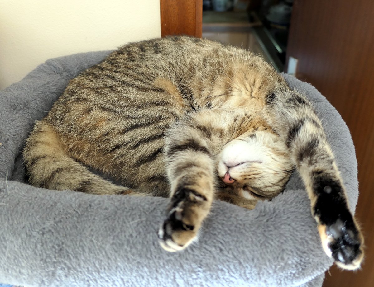 Katze Lilly schläft tief zusammengerollt auf der weichen Liegefläche ihres Katzenbaums. Sie liegt in einer verdrehten, außergewöhnlich gelenkigen Schlafposition mit ausgestreckten Vorderpfoten und entspanntem Gesicht. Lilly-20260706