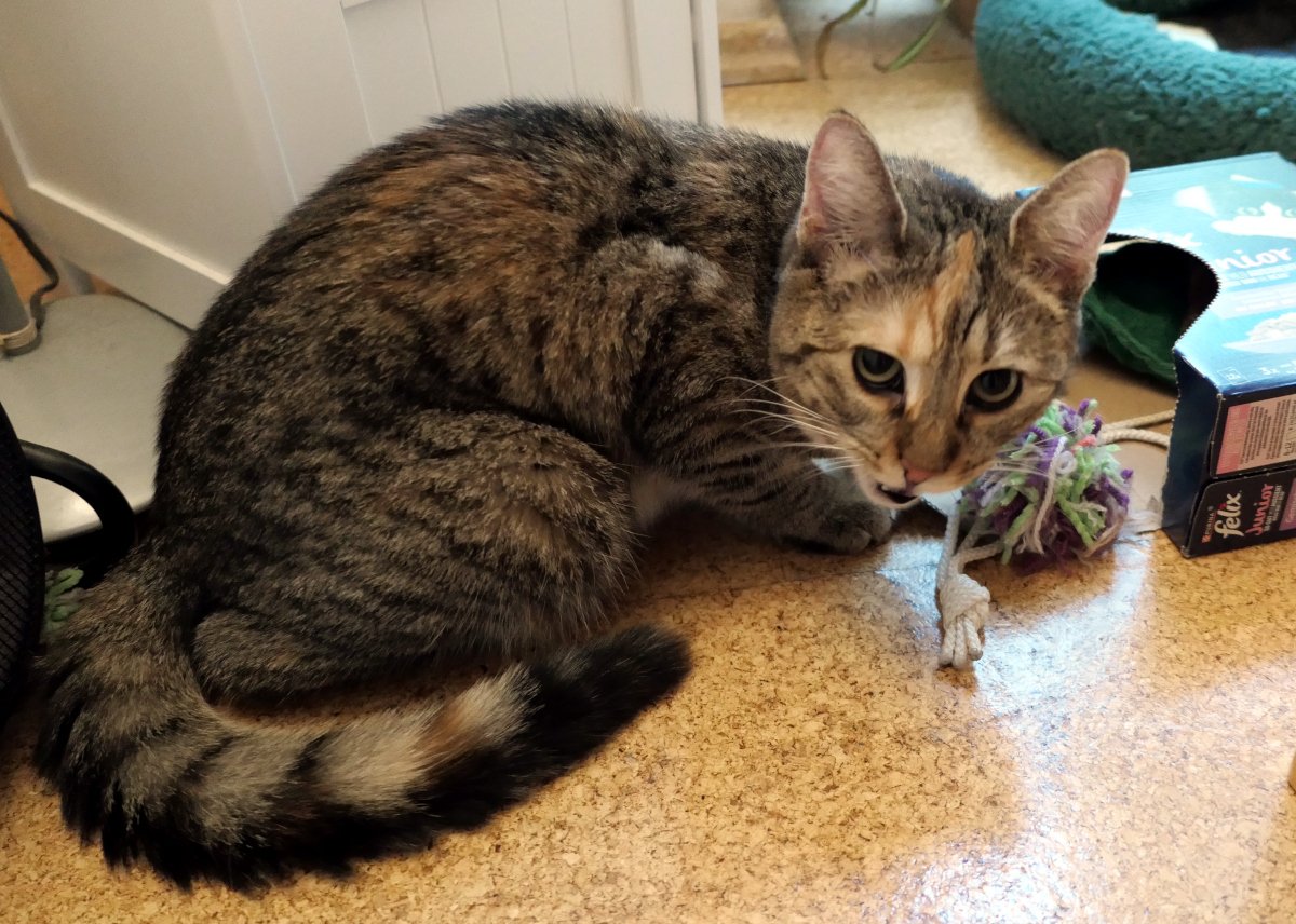 Katze Lilly hockt aufmerksam vor einer geöffneten Spielzeugkiste. Zwischen bunten Bommeln, einer Stoffmaus, einem Plüschbiber, Minzkissen, Spielseilen und einem kleinen Stoff-Weihnachtsbaum hat sie ihr verstecktes Leckerli entdeckt. Während sie genüsslich darauf kaut, blickt sie mit ihren großen grünen Augen neugierig zur Seite in die Kamera. Ihr geringelter Schwanz liegt entspannt um ihren Körper. Lilly-20260701