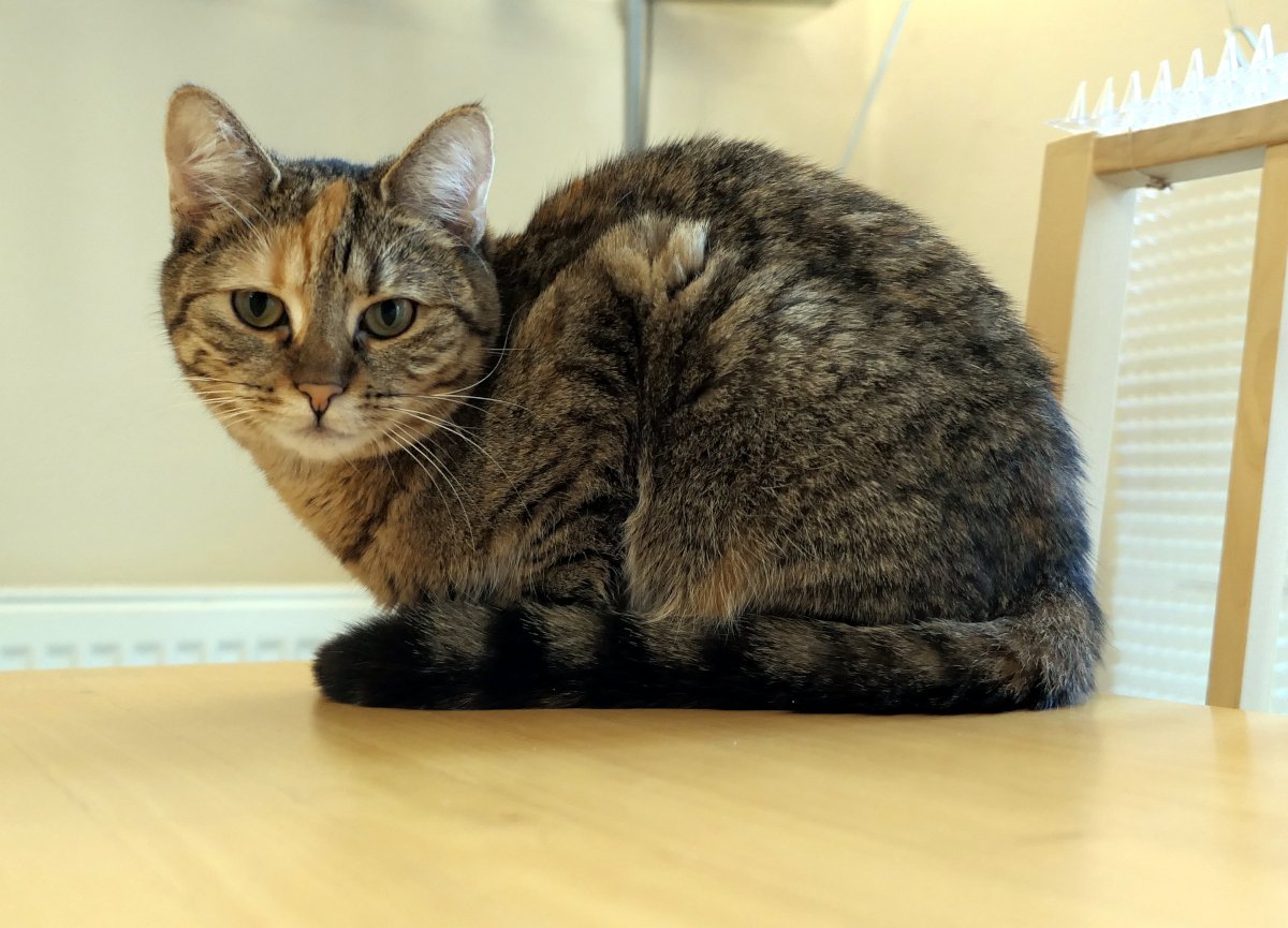 Katze Lilly sitzt zusammengerollt auf einem hellen Holztisch und blickt mit ihren großen grünlichen Augen aufmerksam in die Kamera. Ihr getigertes Fell mit den rötlichen Abzeichen und dem markanten Stirnfleck ist gut zu erkennen. Im Hintergrund sind ein Stuhl und ein Fenster mit heruntergelassenem Rollo zu sehen. Lilly wirkt ruhig, etwas nachdenklich und genießt den erhöhten Aussichtspunkt. Lilly-20260707