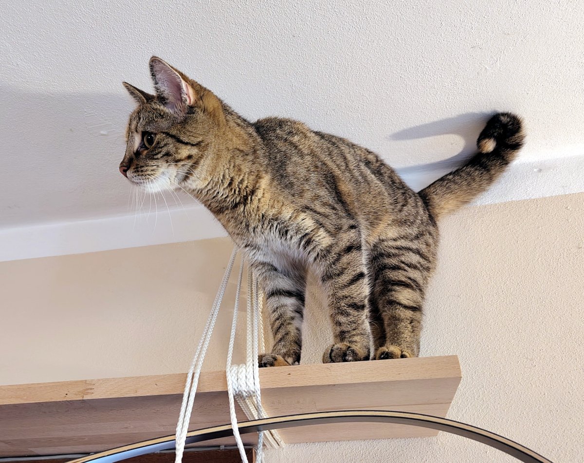 Katze Lilly steht hoch oben auf einem neu freigeräumten Regalbrett dicht unter der Zimmerdecke. Aufmerksam blickt sie zur Seite. Lilly-20260902a