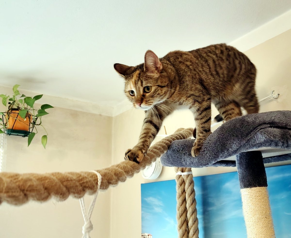 Katze Lilly steigt vorsichtig von der oberen Plattform ihres Katzenbaums auf ein dickes, quer durch den Raum gespanntes Seil. Mit einer Vorderpfote prüft sie konzentriert den Halt, während ihre Hinterpfoten noch sicher auf dem Katzenbaum stehen. Lilly-20260823a