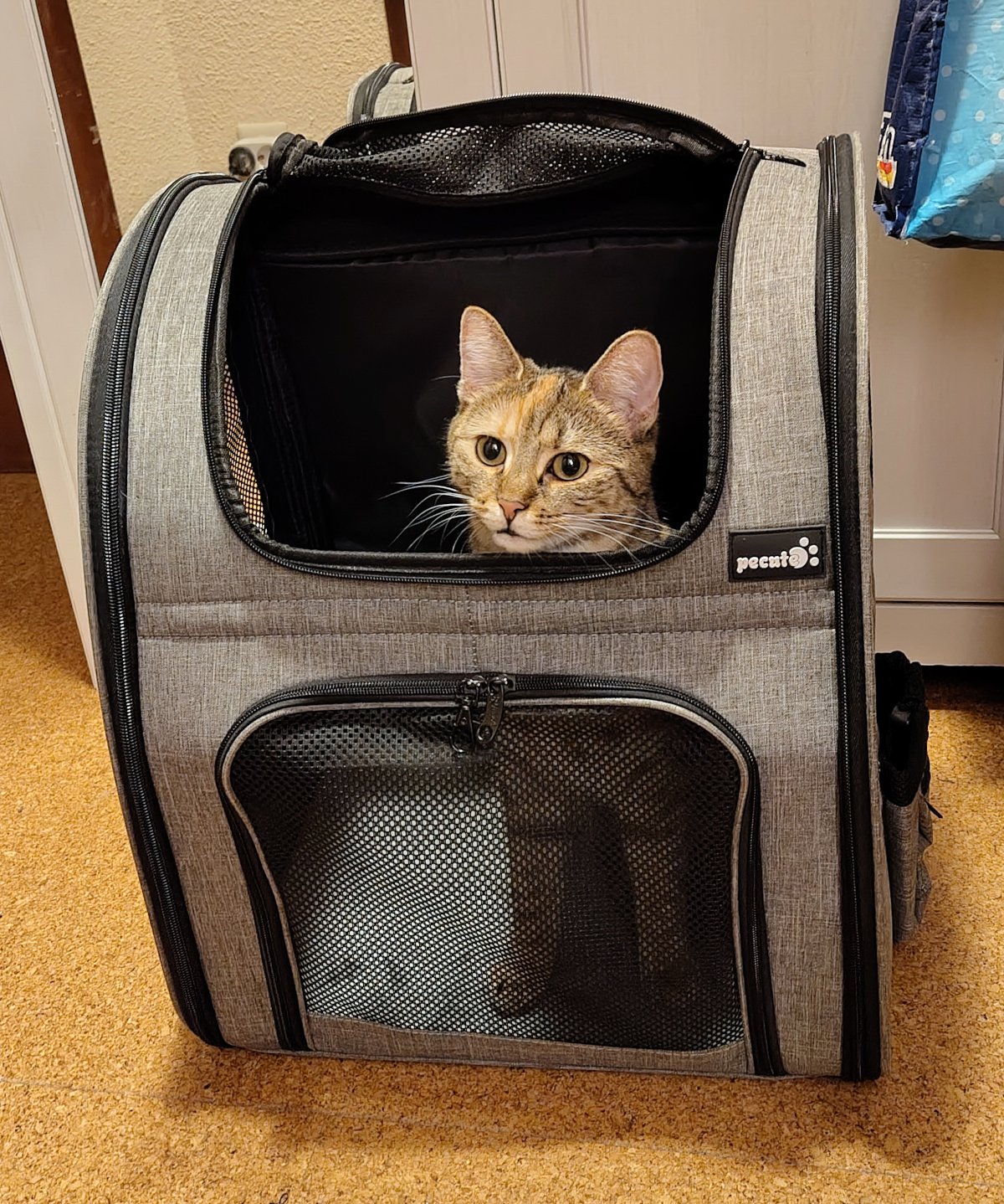 Katze Lilly sitzt in einem geöffneten grauen Wanderrucksack und schaut mit aufmerksamen, erwartungsvollen Augen heraus, als wäre sie bereit für den nächsten Ausflug. Lilly-20260907a