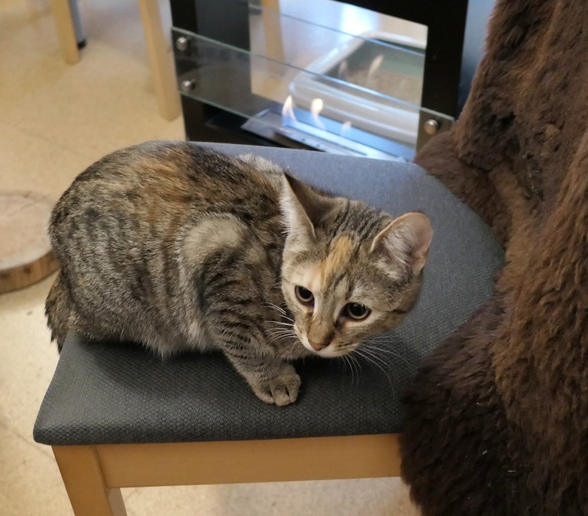 Katze Lilly kauert auf dem Sitz eines Stuhls und blickt vorsichtig zur Seite. Im Hintergrund flackert warm das Licht eines Kamins – ein Hauch von Gemütlichkeit, durchbrochen von Lillys aufmerksamem, leicht schelmischem Blick. lilly-20251111
