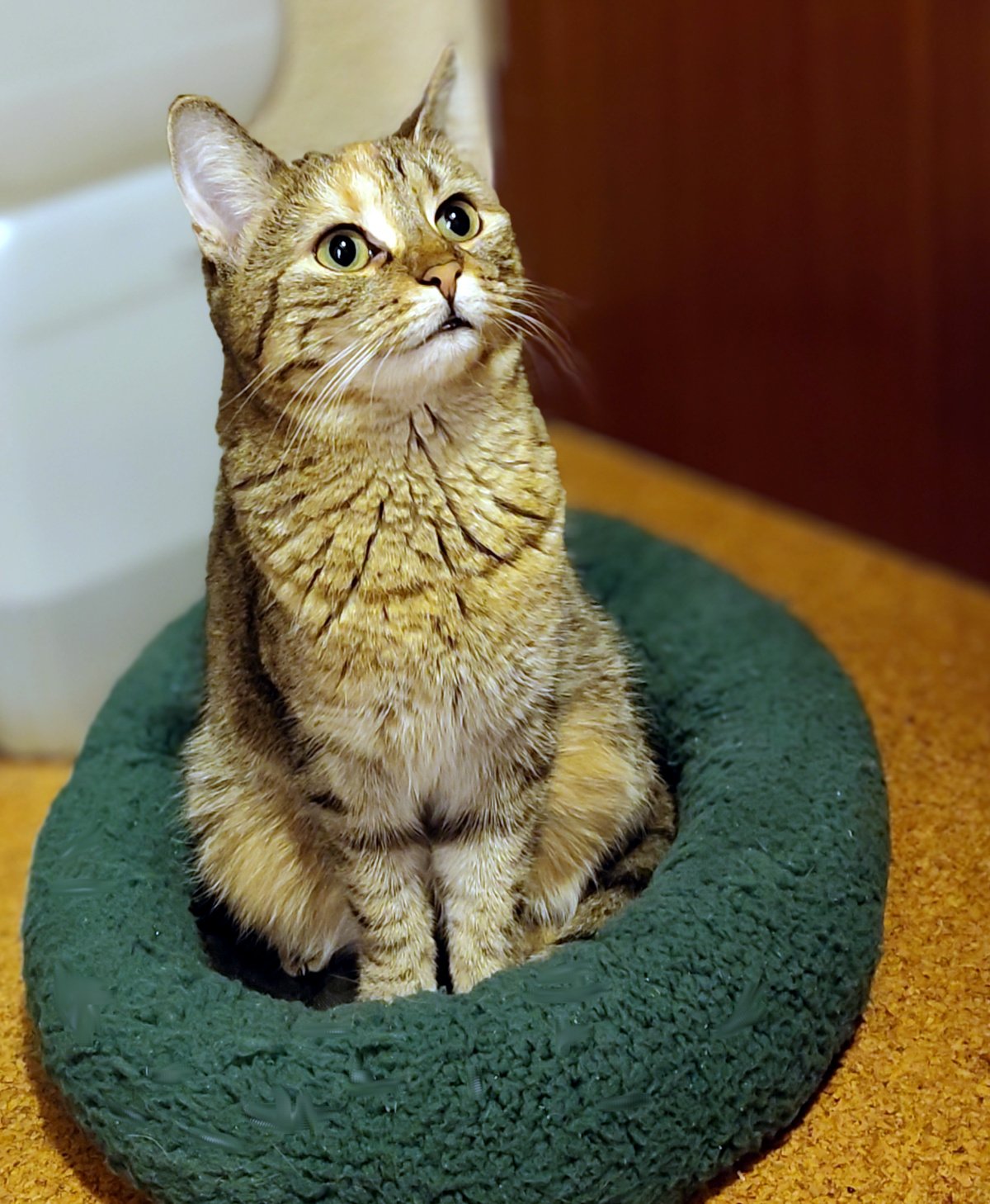 Katze Lilly sitzt aufrecht in einem dunkelgrünen, weichen Katzennest auf dem Flur. Ihre Vorderpfoten stehen dicht nebeneinander, während sie mit großen grünen Augen aufmerksam leicht nach oben schaut. Lilly-20260925a