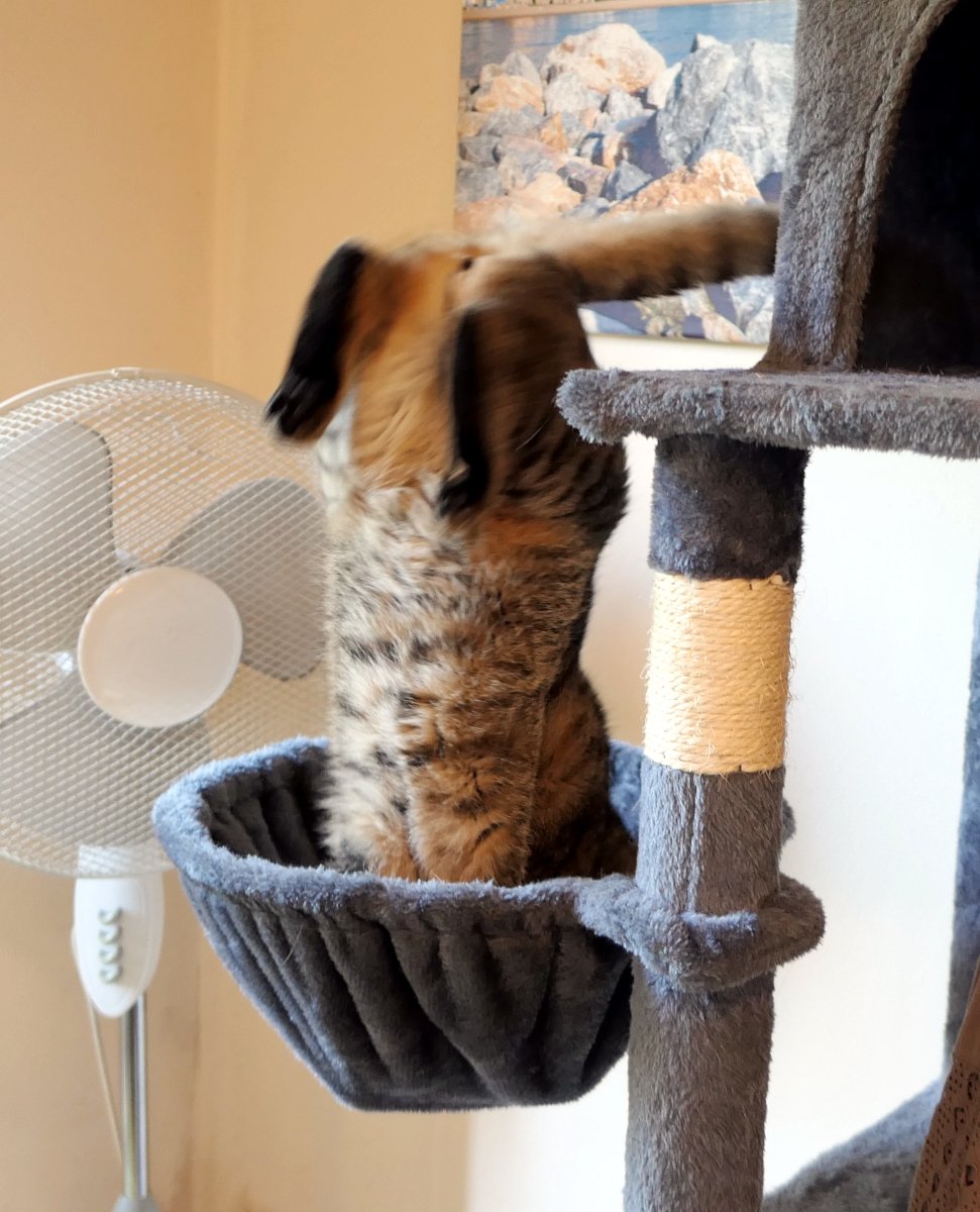 Katze Lilly steckt kopfüber in einer Hängemulde ihres Kratzbaums. Nur Rücken, Schwanz und Hinterbeine sind zu sehen, während sie mit großer Entschlossenheit nach einem versteckten Leckerli sucht. Lilly-20260602a