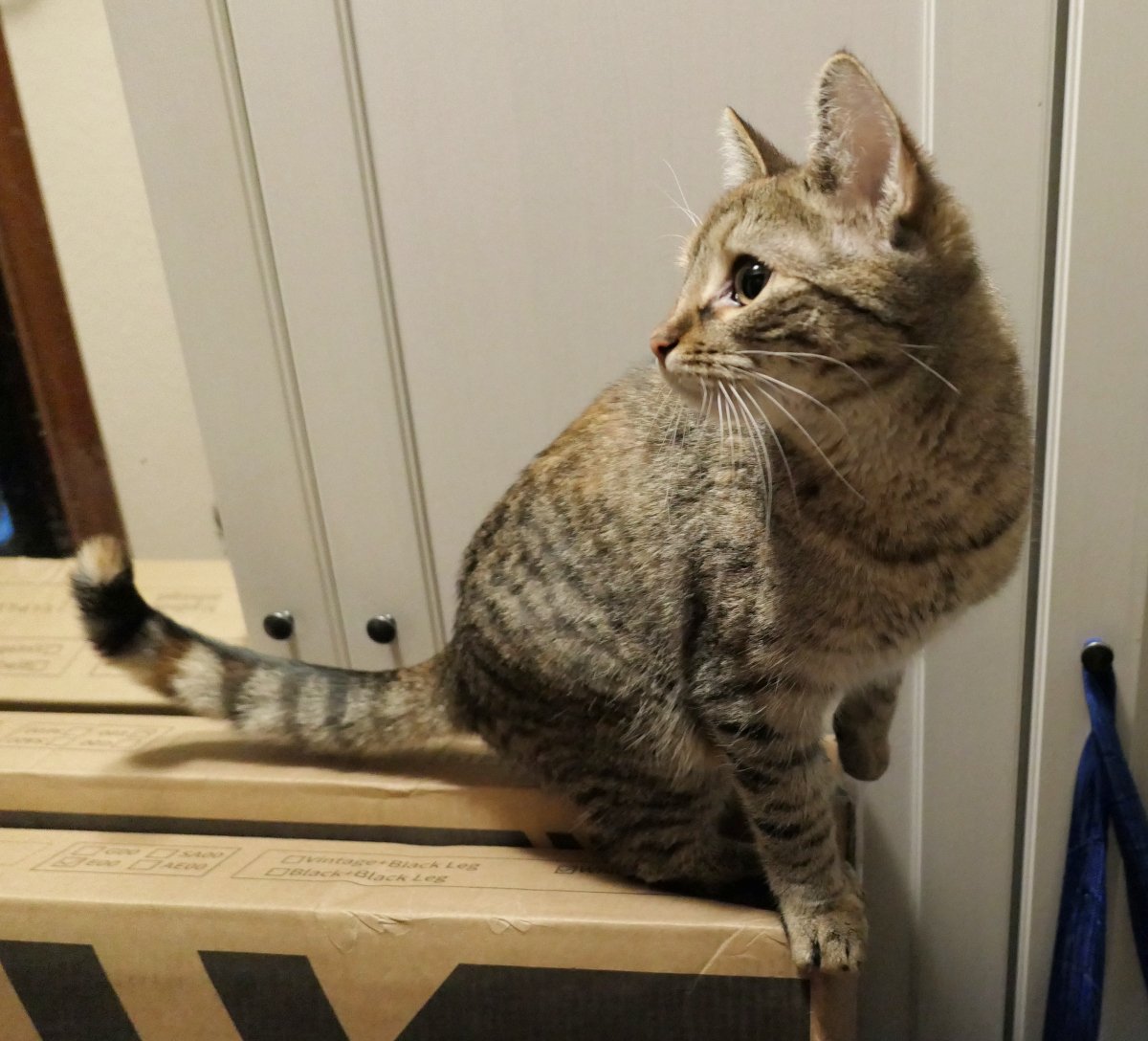 Katze Lilly steht oben auf zwei schmalen, geschlossenen Kartons, die schräg an einen Schrank gelehnt sind. Sie balanciert am Rand, ist zum Absprung bereit und blickt noch einmal über die Schulter zurück – aufmerksam und abenteuerlustig. Lilly-20260203